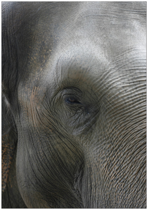 elefant