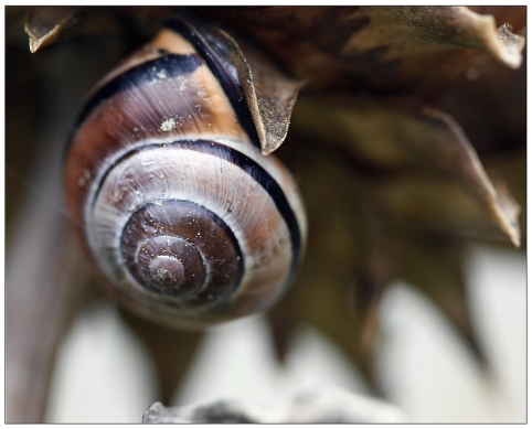schnecke_2