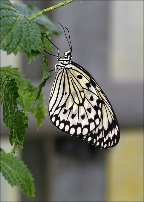 schmetterling 1