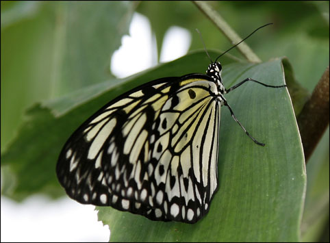 schmetterling 4