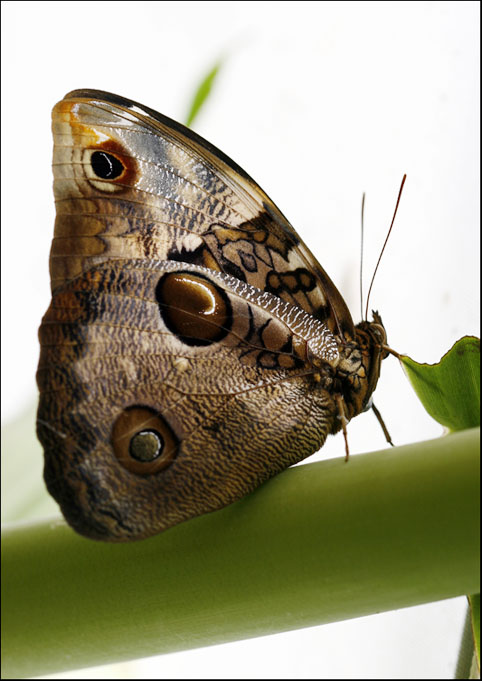 schmetterling