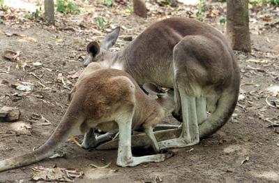 kenguru.jpg