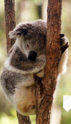 koala.JPG