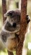 koala.JPG
